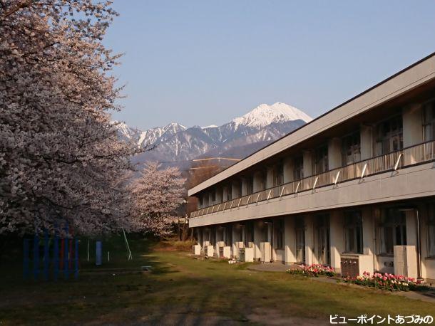 学舎の桜と常念岳
