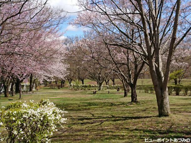 雪柳と欅と桜