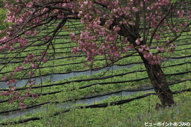 春緑花桜