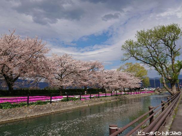 花筏と拾ヶ堰