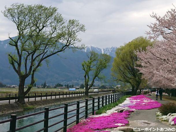 芝桜と蝶ヶ岳