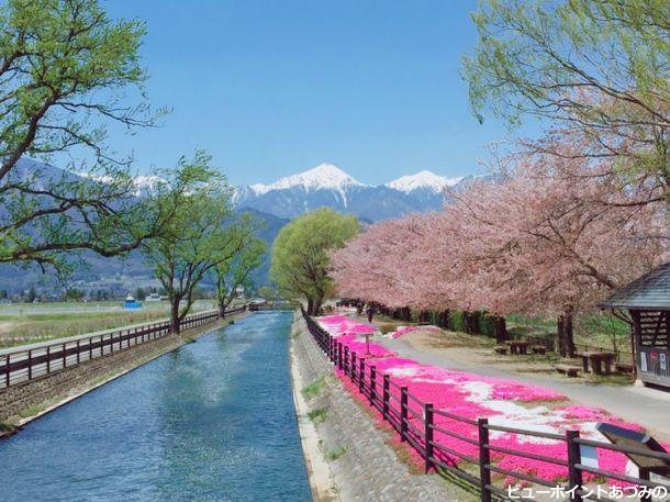 常念岳と桜
