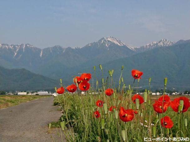 ヒナゲシと常念岳