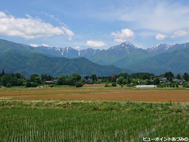 麦畑と屋敷林と蝶常念