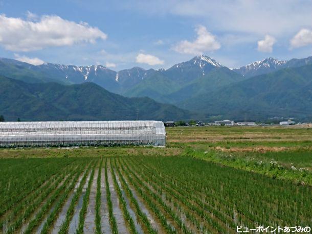 青田と常念岳