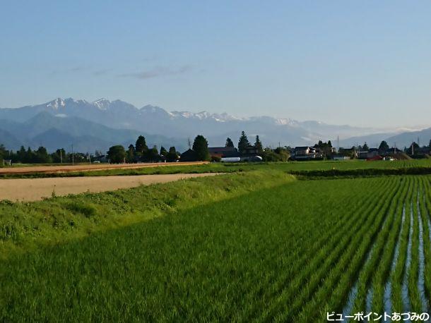 青田と後立山連峰