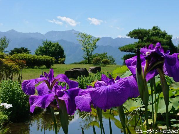 花菖蒲と餓鬼岳