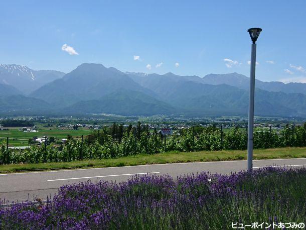 ラベンダーと有明山