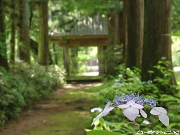 山門と紫陽花