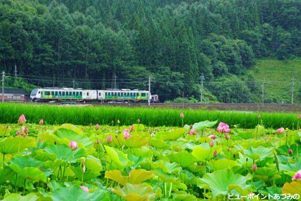 電車には緑が似合う