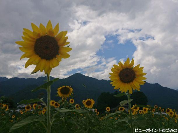 夏空とひまわり