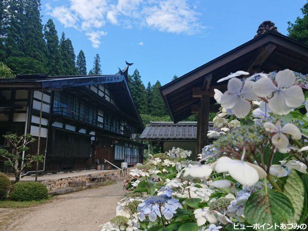 紫陽花と庫裏