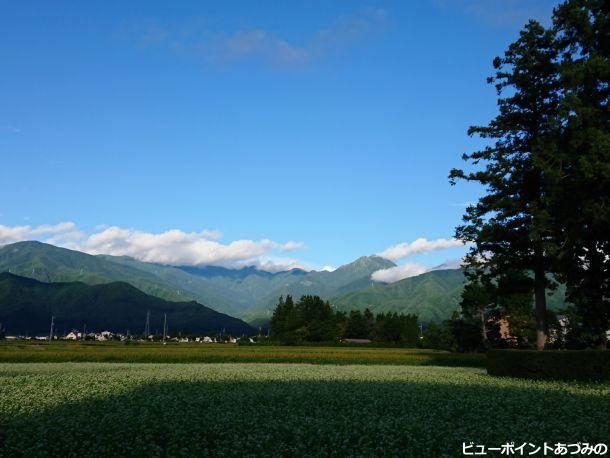 蕎麦の花と常念岳