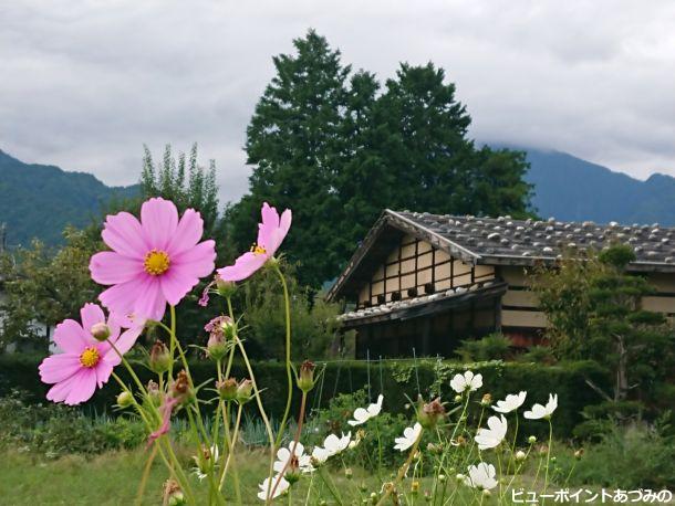 石置屋根と秋桜