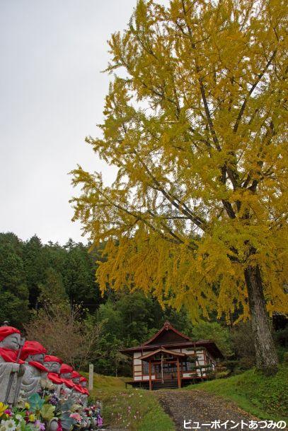 長福寺のイチョウ