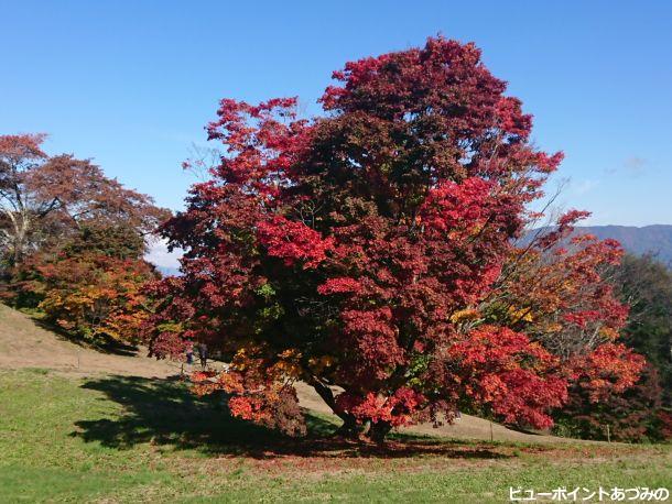 深紅に染まる