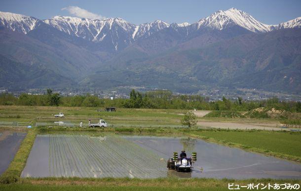 田植えの頃