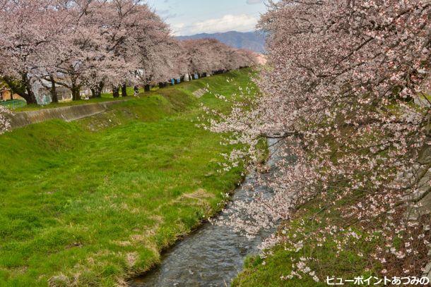 黒沢川の桜並木