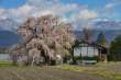 しだれ桜のある風景