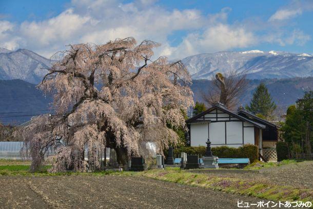 しだれ桜のある風景