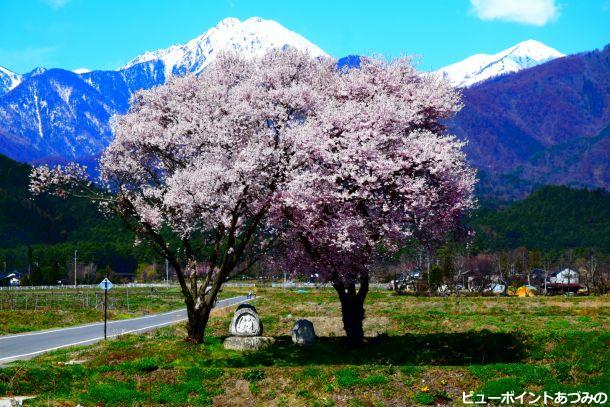 桜と常念岳