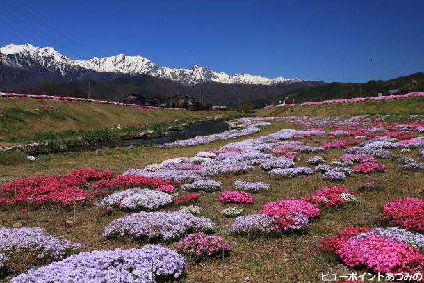 残雪と芝桜