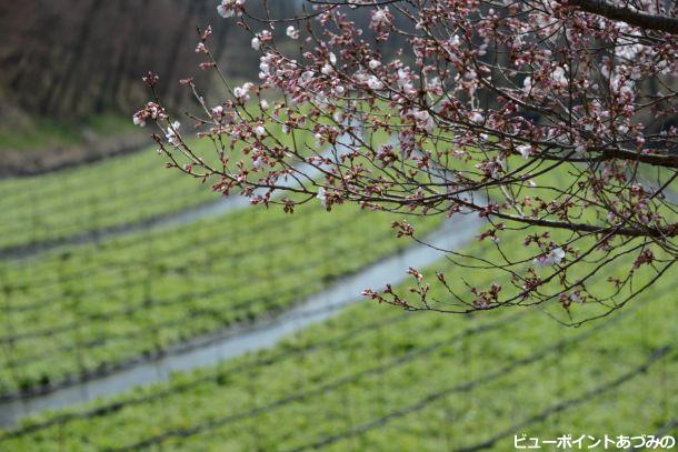 わさび田の桜も開花
