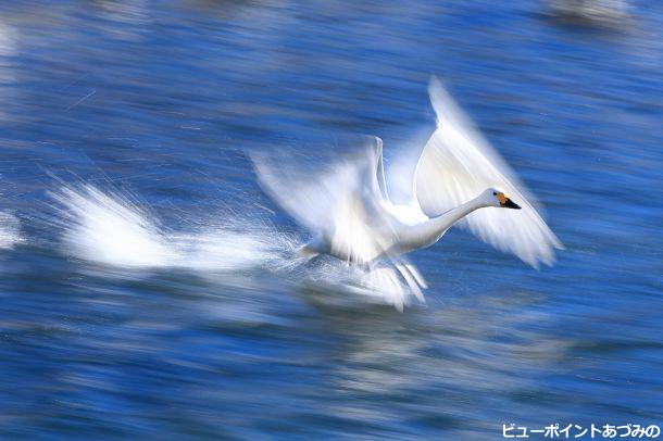 水流からの飛立ち