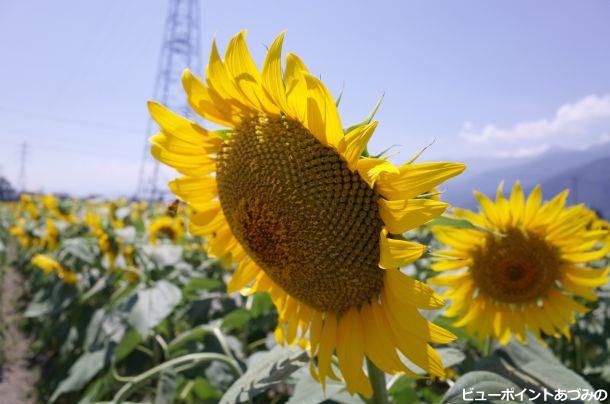 夏