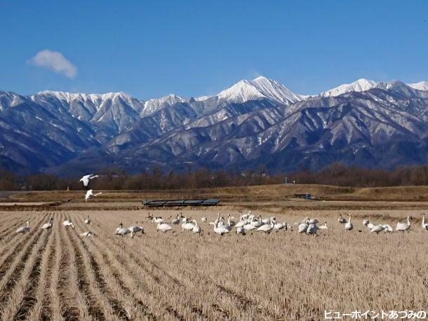 田んぼの白鳥と常念岳