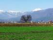 榎の大木と常念岳