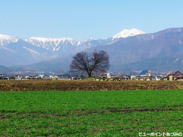 榎の大木と常念岳