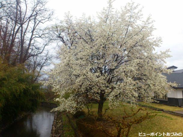 中曽根河畔のコブシ