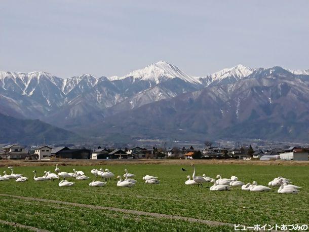 麦と白鳥と常念