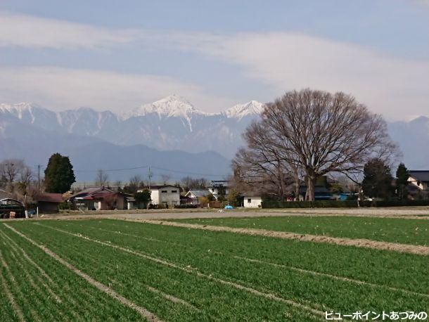 大欅と常念岳