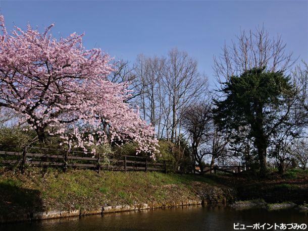 田淵行男記念館の桜