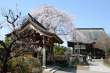 東光寺のしだれ桜