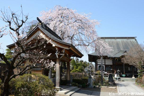 東光寺のしだれ桜