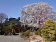 宗徳寺の枝垂桜