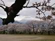桜並木と信濃富士