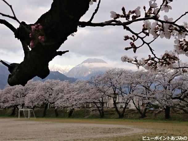 桜並木と信濃富士