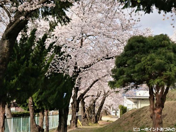 旧穂高小学校の桜