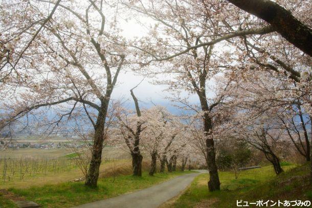 鵜山の桜並木