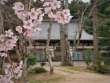 青原寺の桜