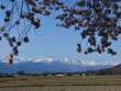 花簾と後立山連峰