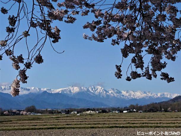 花簾と後立山連峰