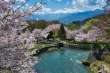 桜満開の龍門淵公園