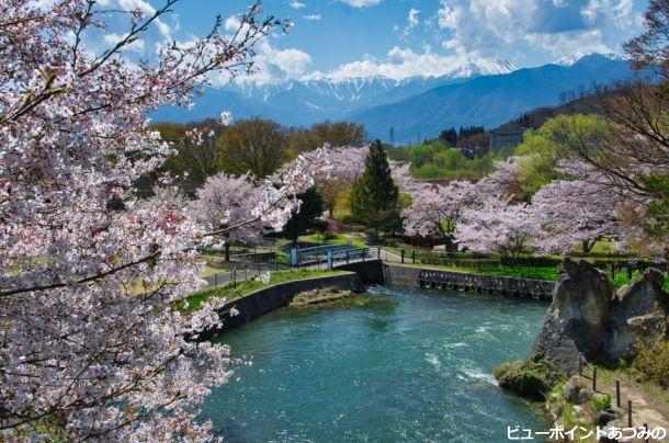 桜満開の龍門淵公園