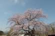 満開の百楽桜