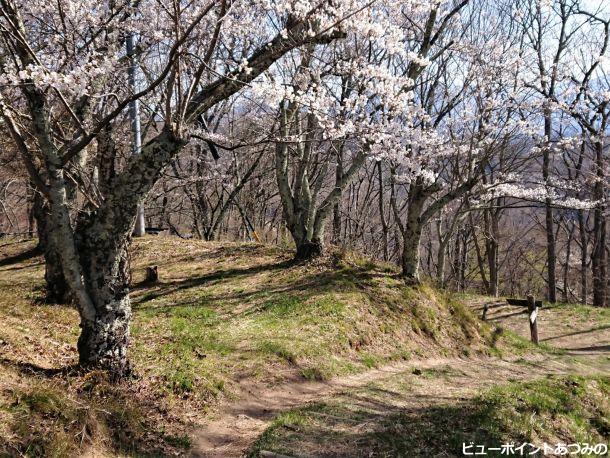 光城址の桜